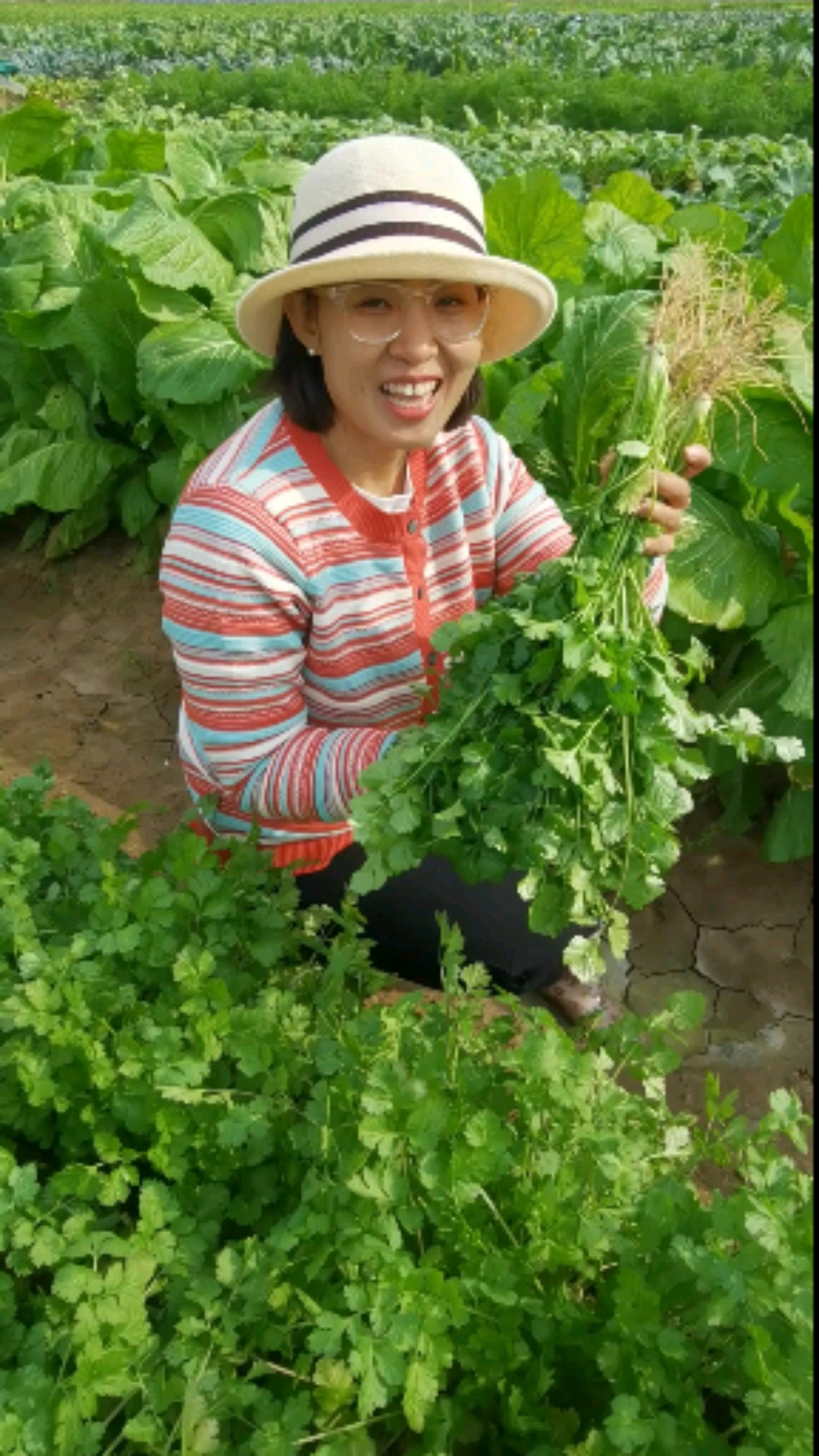 耐寒香菜