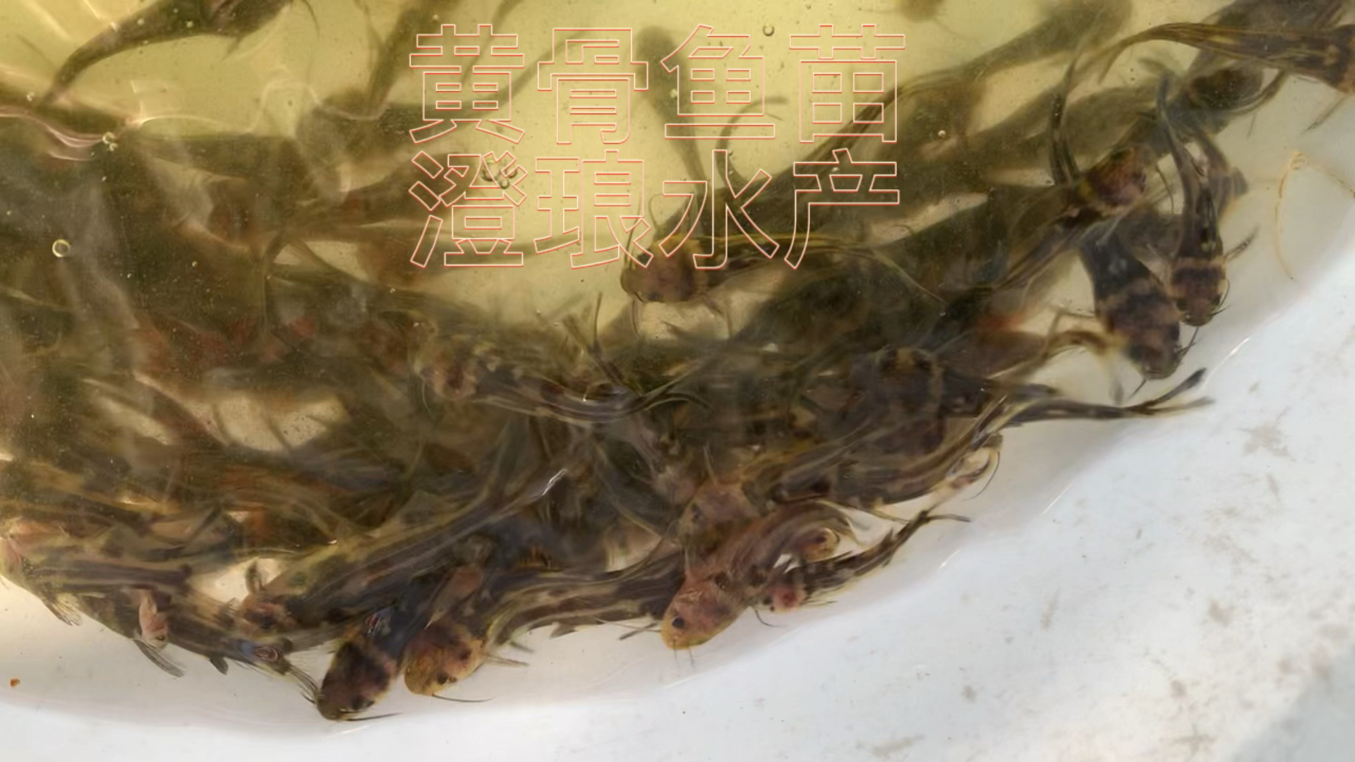 黄骨鱼苗黄辣丁鱼苗黄颡鱼苗黄Y头淡水养殖