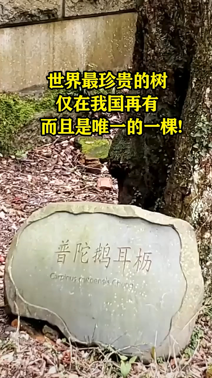 世界最珍贵的树,仅在我国再有,而且是唯一的一颗!