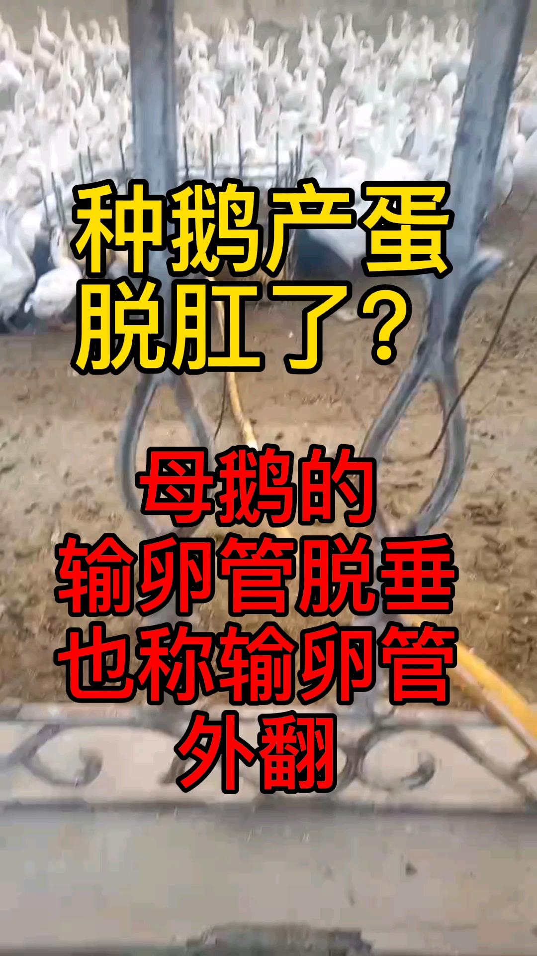 种鹅初产和高产时脱肛怎么办?如果解决鹅脱肛问题,是什么原因导致鹅脱肛的?#母鹅