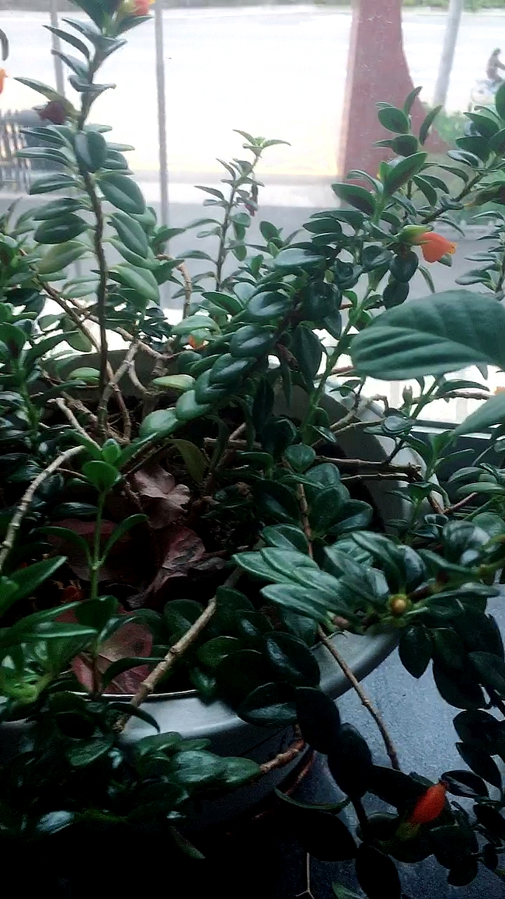 金鱼吊兰老桩,养了3年了长大不容易