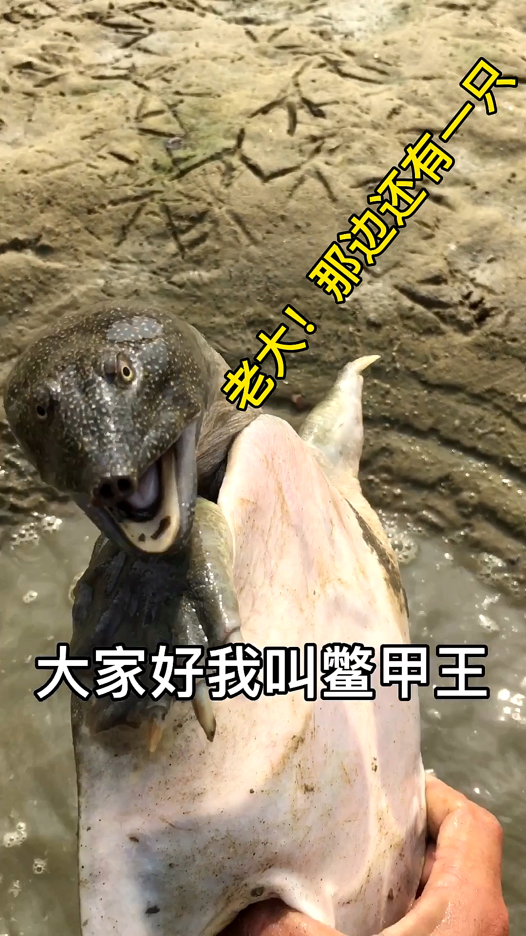 #甲鱼#经典精彩抓甲鱼视频不能错过
