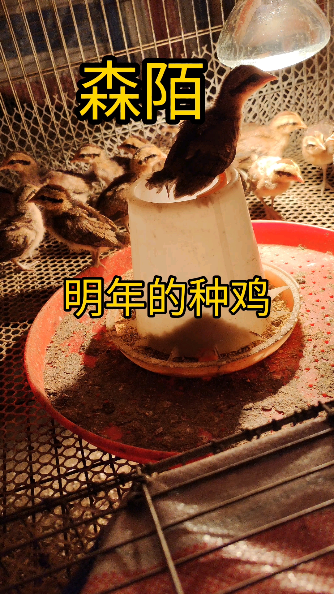 #小鸡jaki在哪儿#明年的种鸡