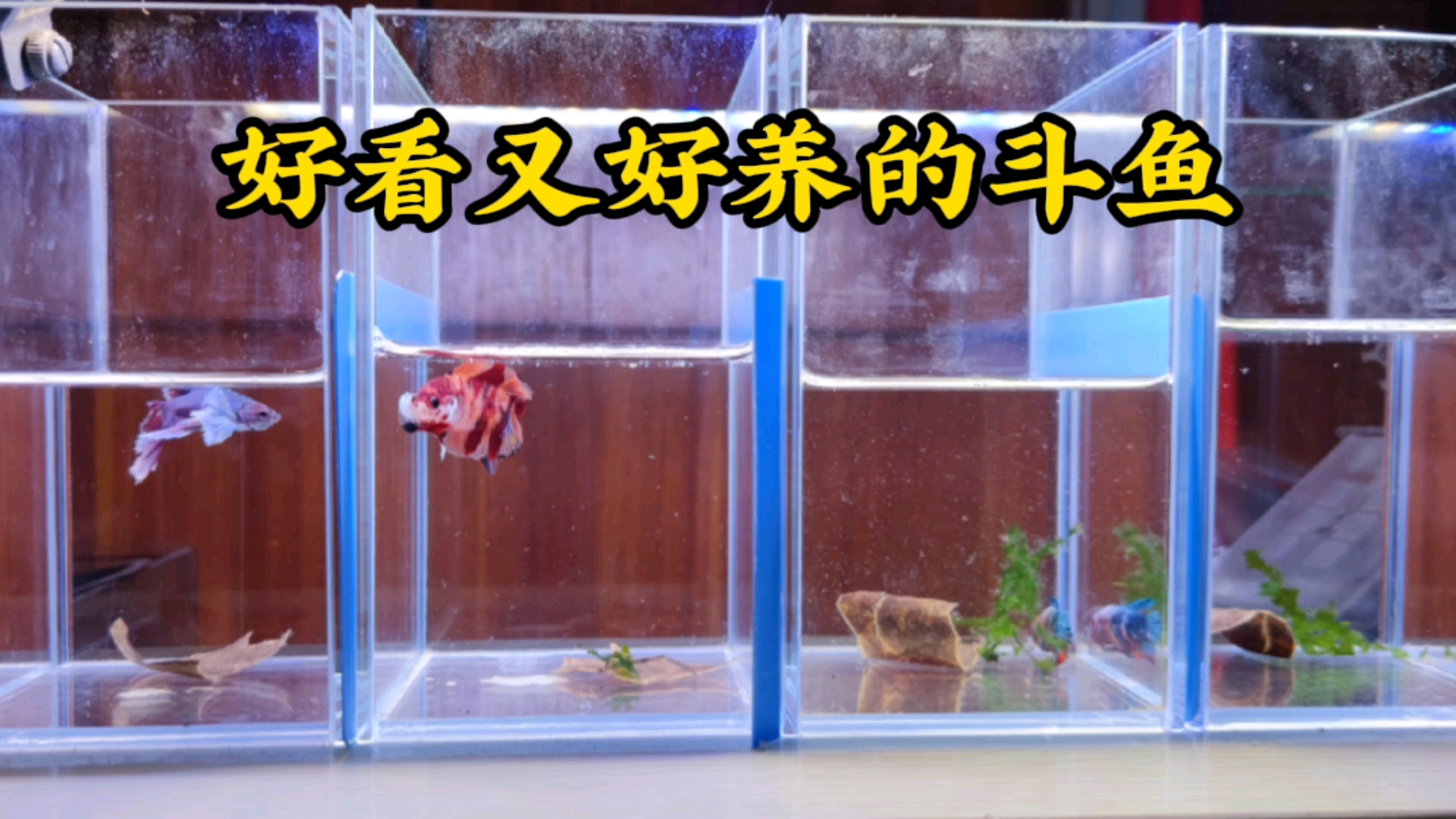 #观赏鱼#最适合懒人养的鱼，即好看又好养。