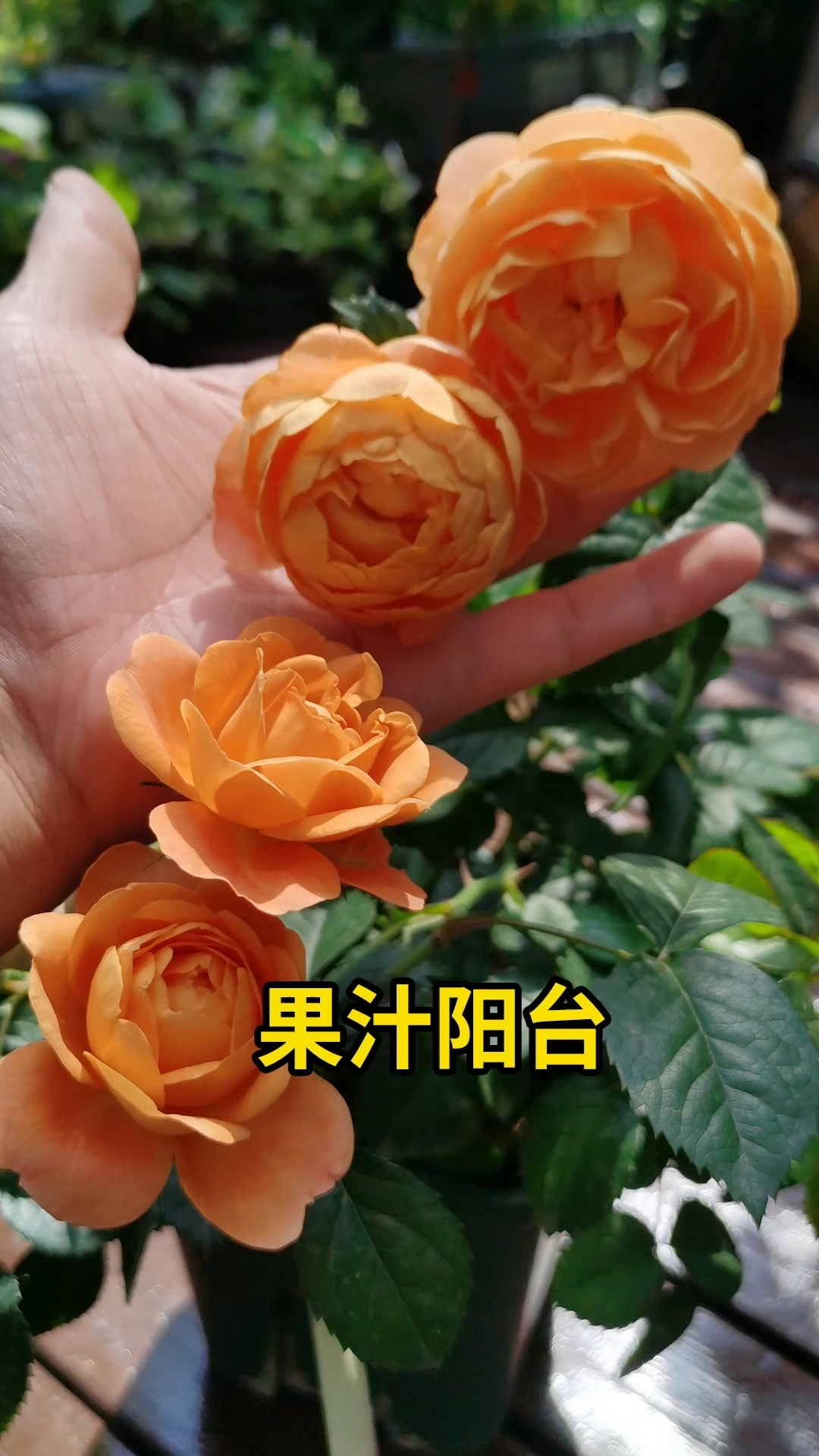 #分享养花经验#阳台党必种的月季品种，果汁阳台！