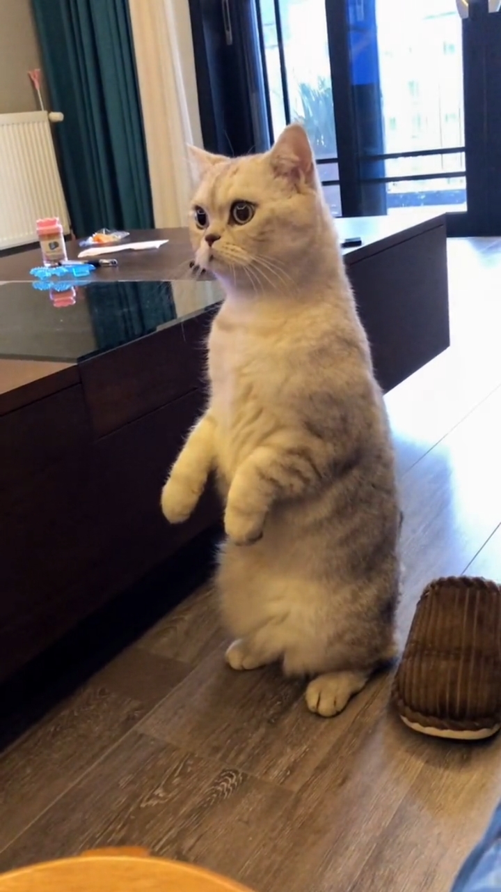 这是一只你很八卦的猫咪