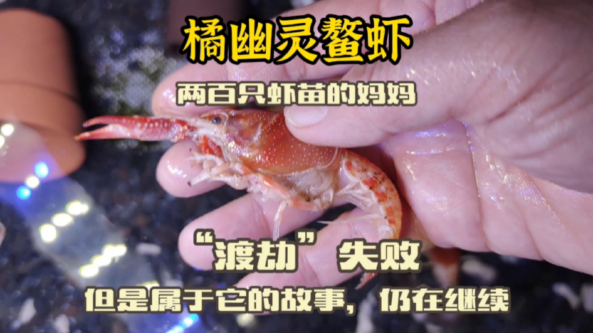 #神宠来袭#两百多只虾苗的妈妈“渡劫”失败,但属于它的故事仍在继续