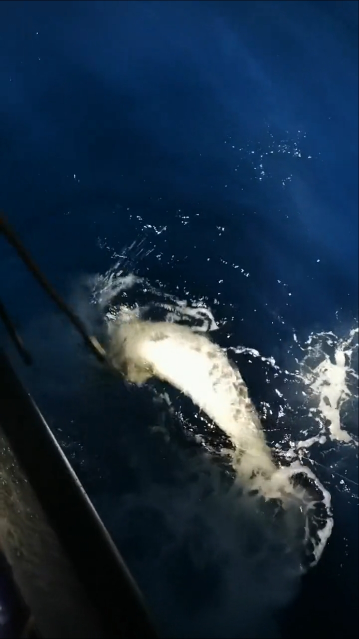 深海钓鱼抽铁板钓法狂拉巨物黑油鱼,海怪一般的存在,一百多斤三个人轮换搏鱼