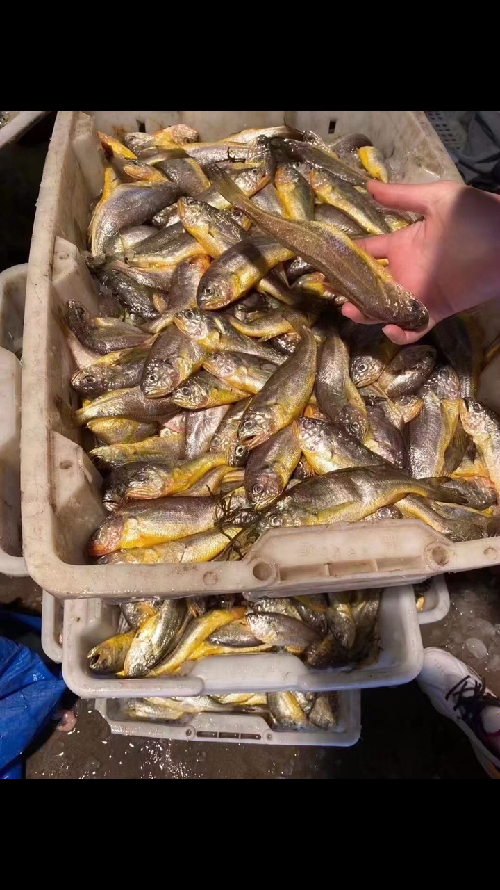 小黄鱼的各种吃法