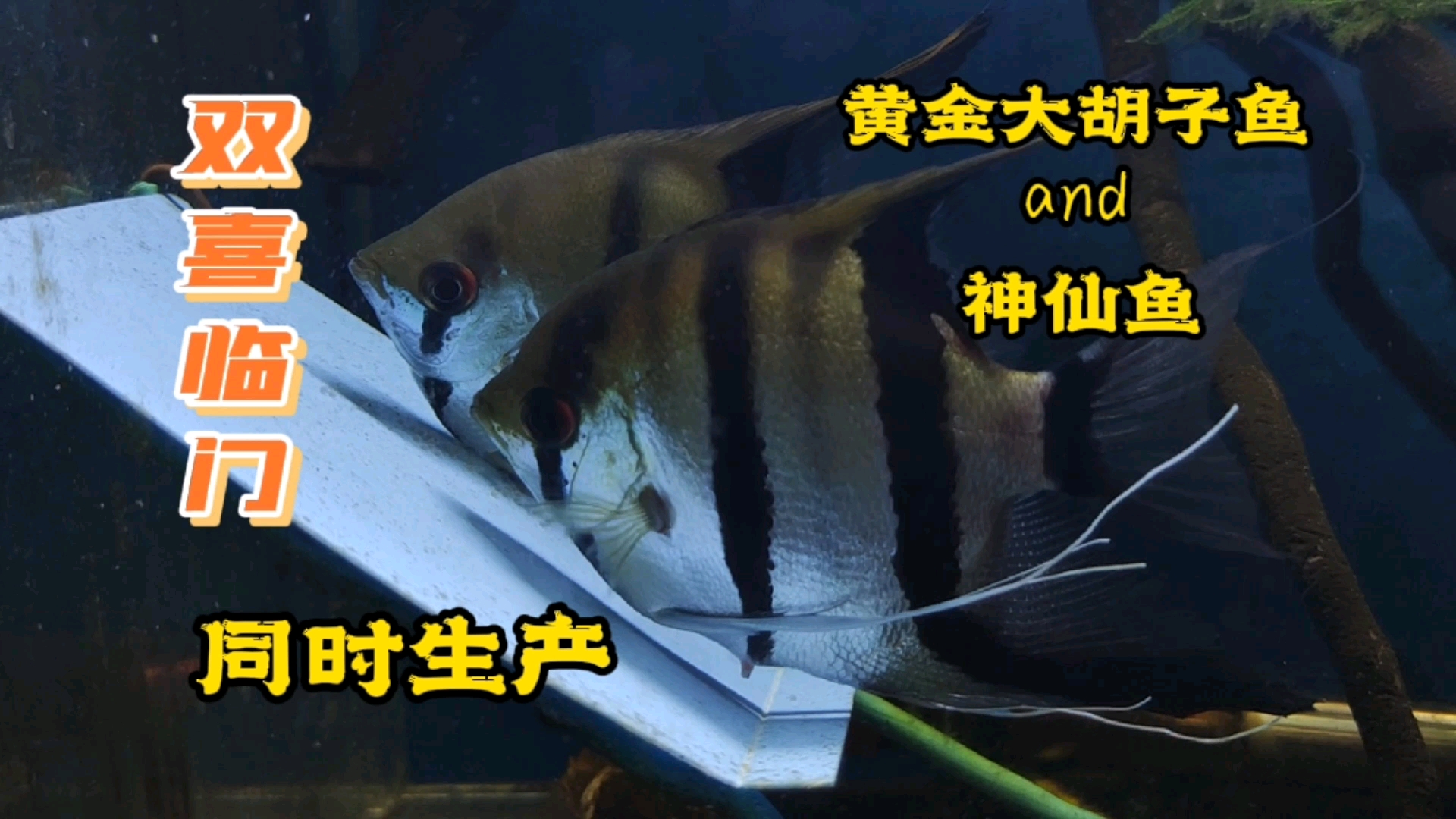 #记录生活#黄金大胡子鱼缸里的水质还没弄好，小鱼就下蛋了