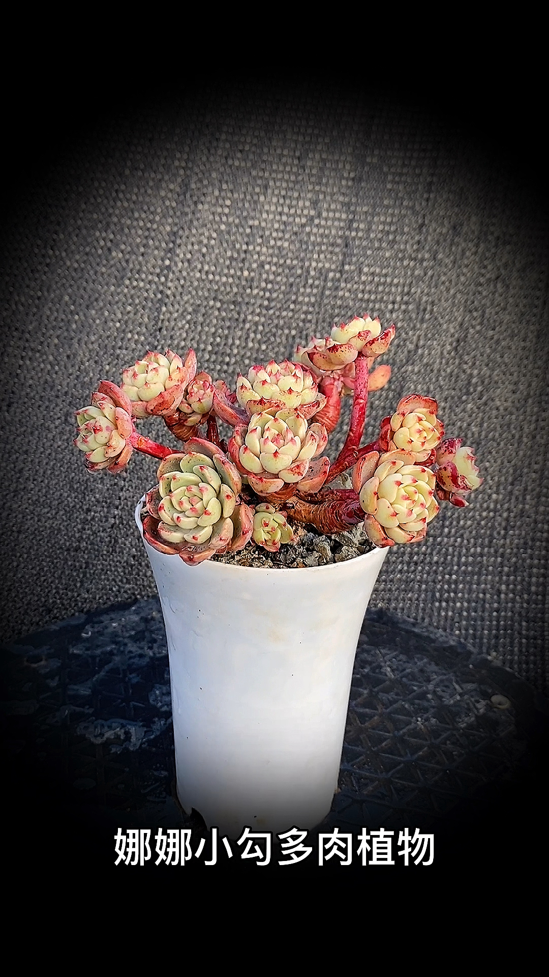 #有一种可爱叫多肉!#娜娜小勾多肉植物:是景天科拟石莲花属多肉植物。
