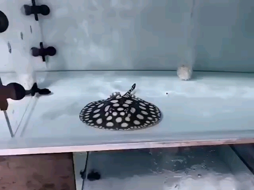 #观赏鱼#顶级台系黑白皇冠公鱼17-18公分