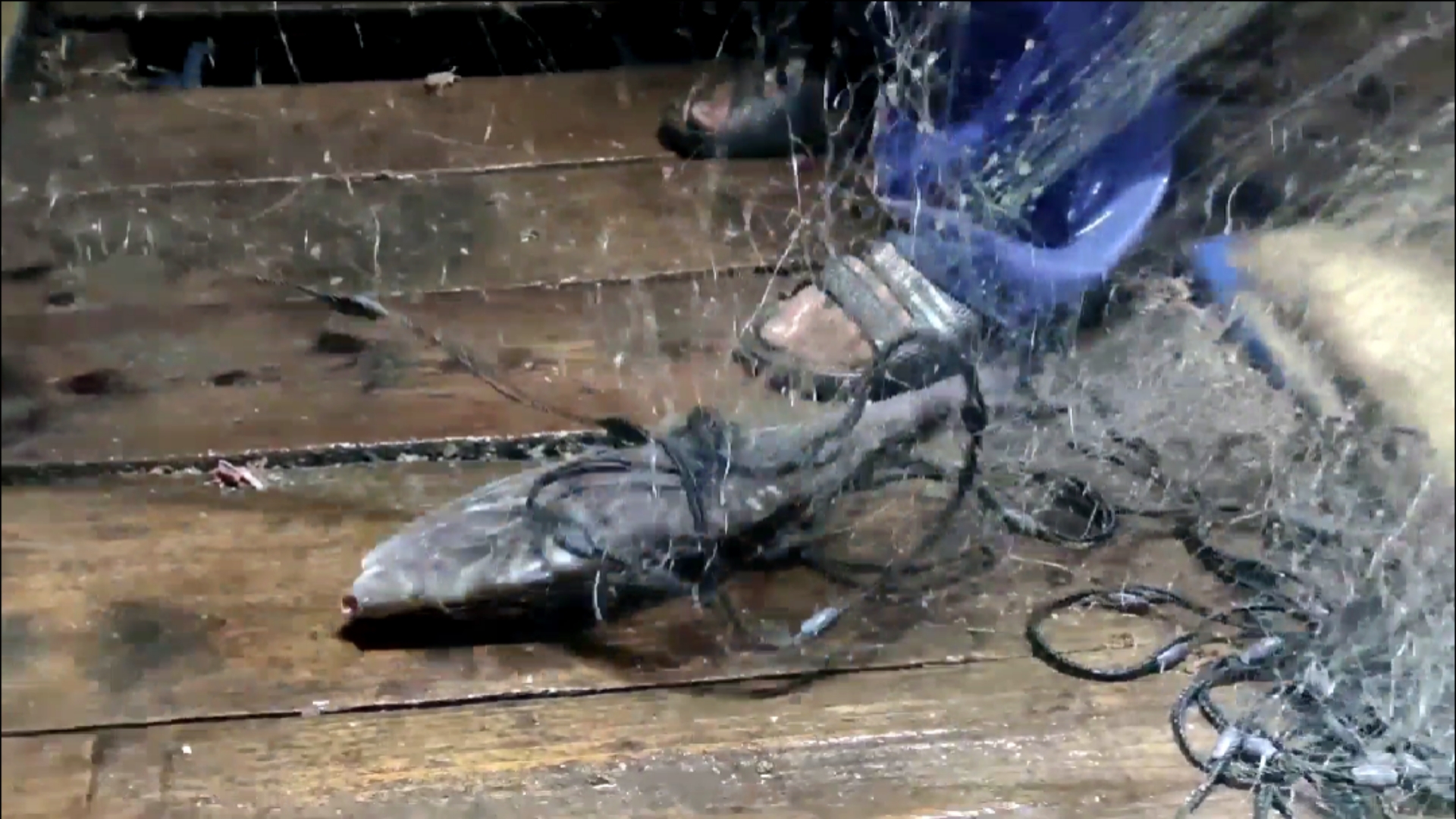 #乡村生活#彪哥在外海捕鱼虽然辛苦，但是大货连着上来的，这样拉网才比较爽（上）