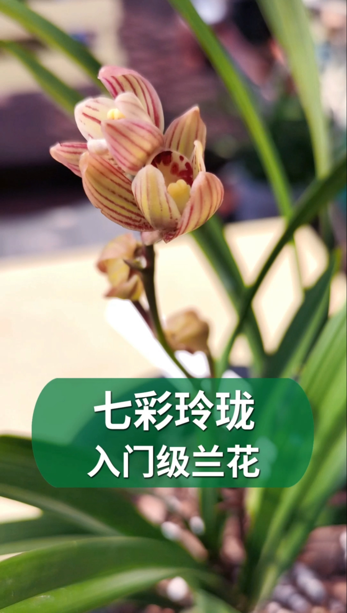 新手入门级兰花七彩玲珑。一年开2-3次花