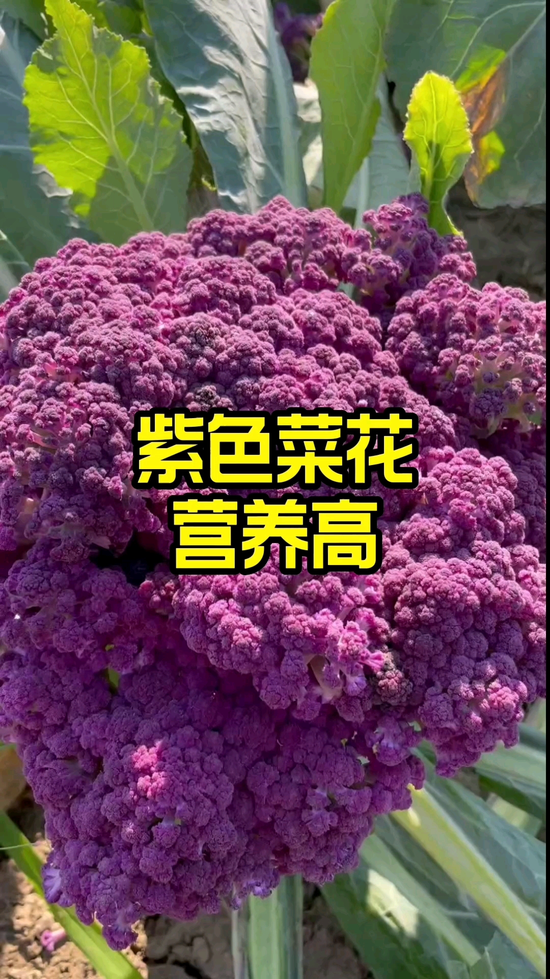 紫色菜花富含花青素,爱美小姐姐小哥哥可要种一些
