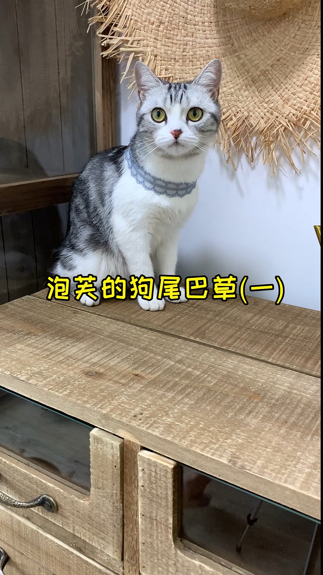 #家有猫咪#给主子种点猫草可以催吐毛毛哦，期待我的狗尾巴草