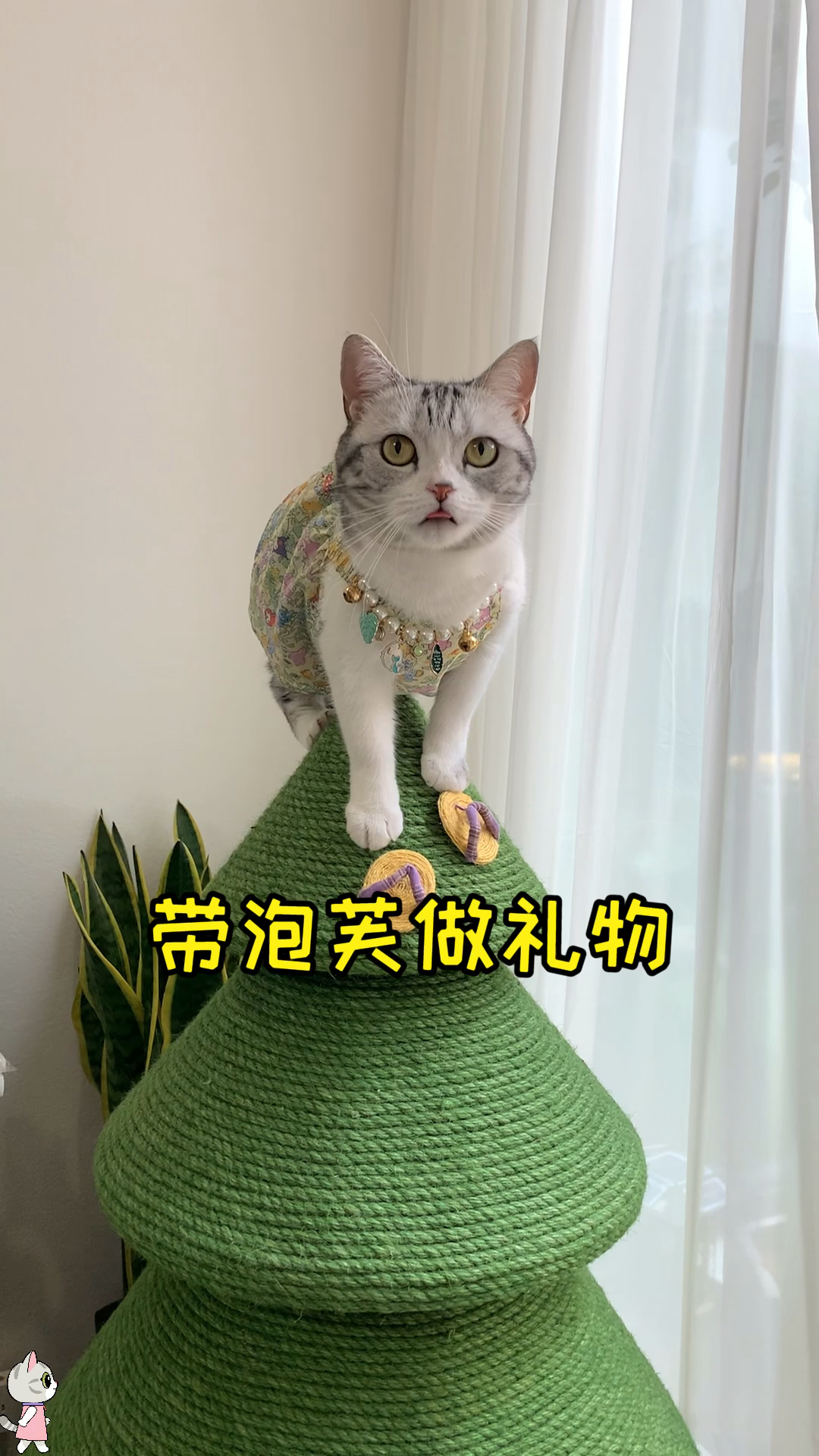 #猫咪日记#和泡芙一起做了个小礼物，希望安生会喜欢