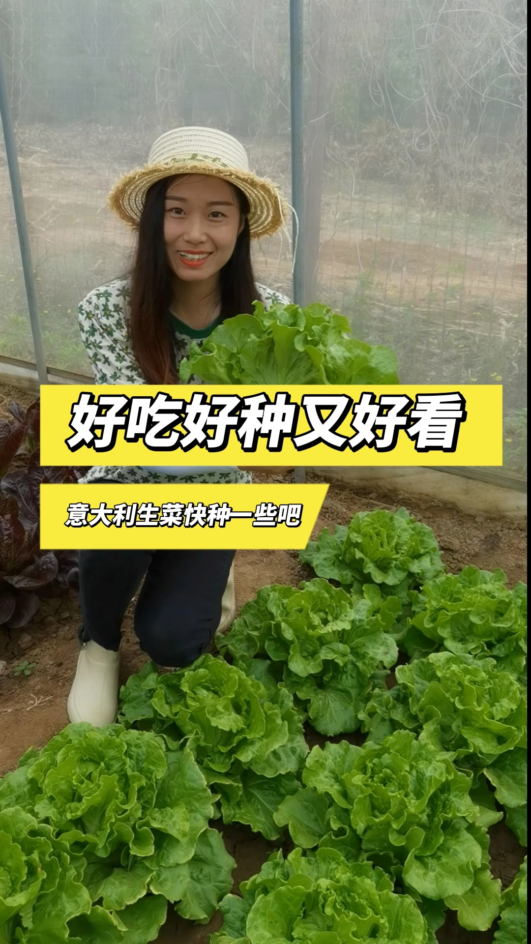 #带你看三农#蔬菜里的三好生-意大利生菜