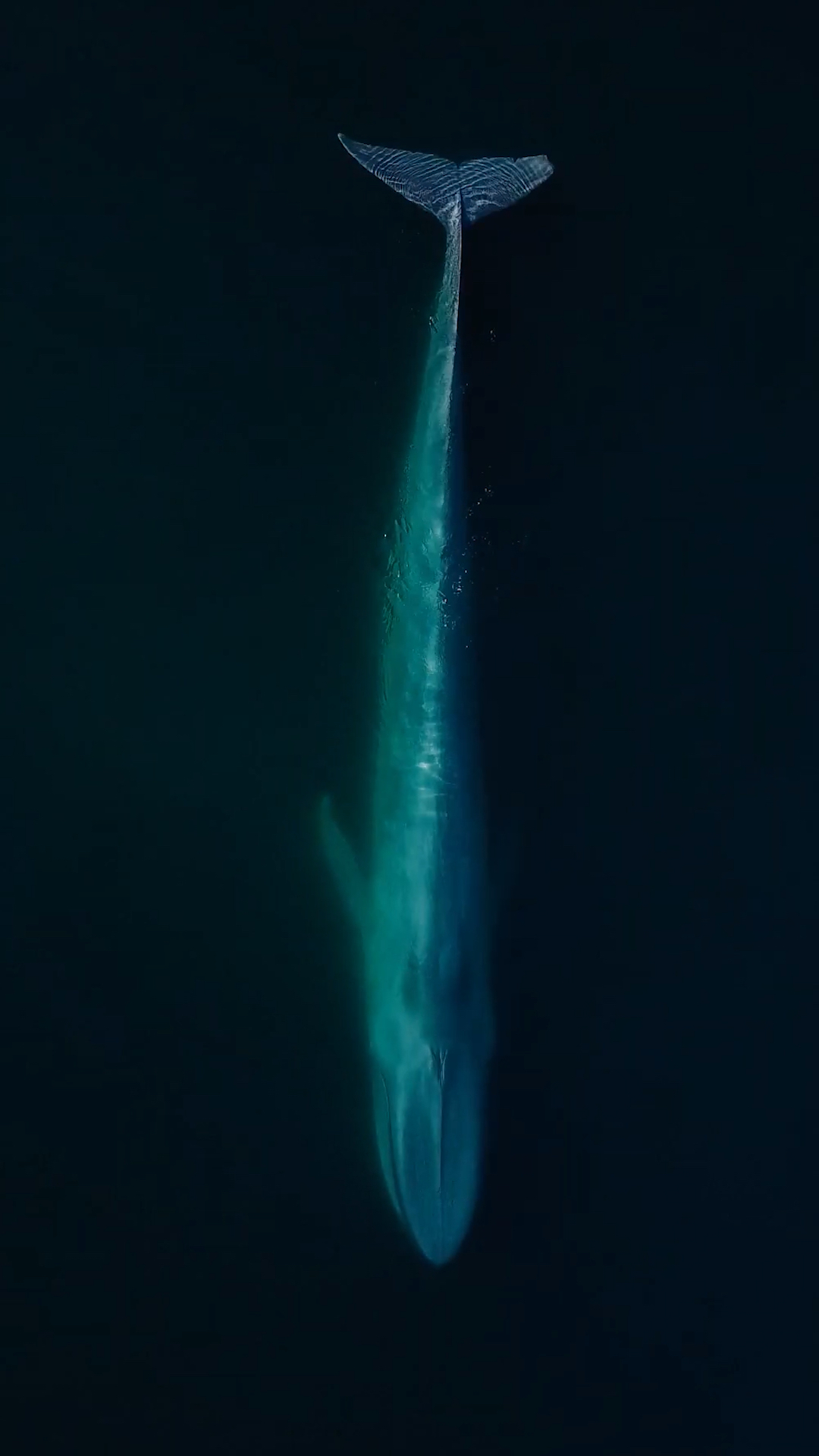 #鲸鱼#梦幻深海蓝鲸