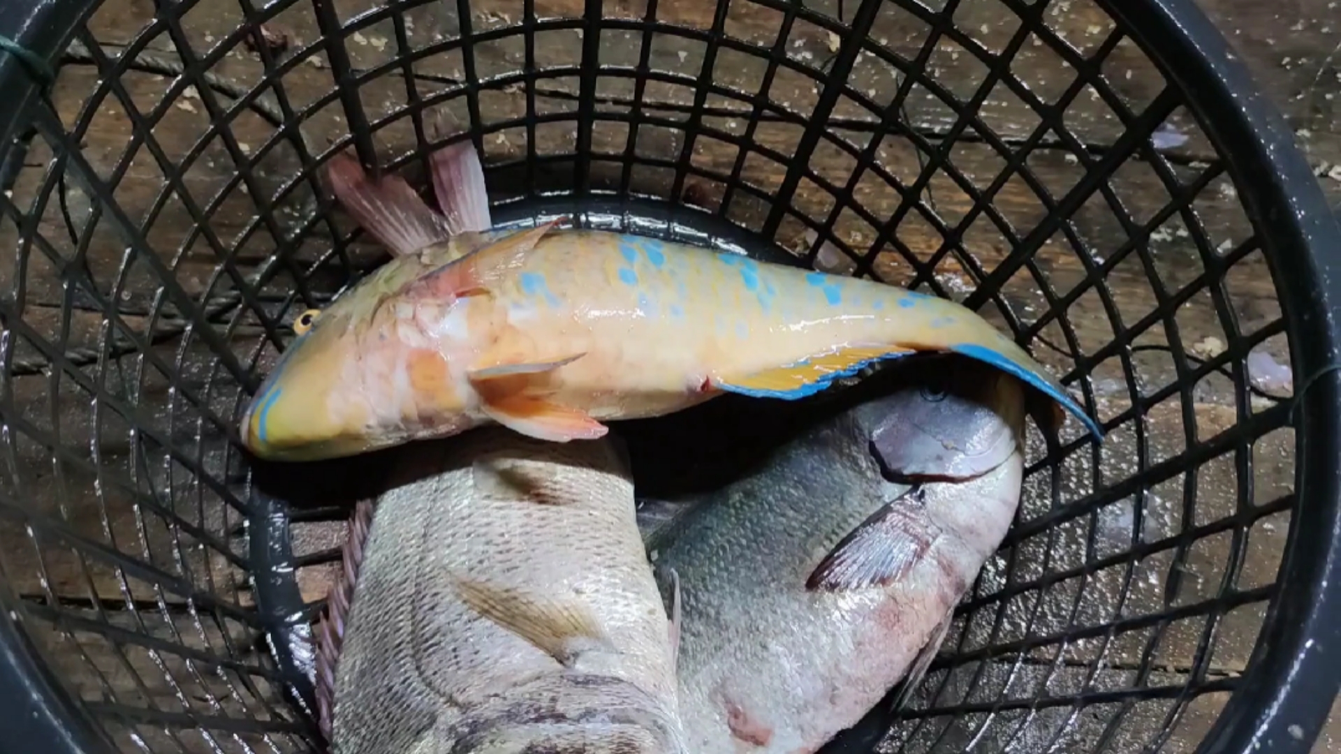 #你好,夏天#彪哥在外海围岛捕鱼,一连上了数条大货,而且都是比较值钱的(上)