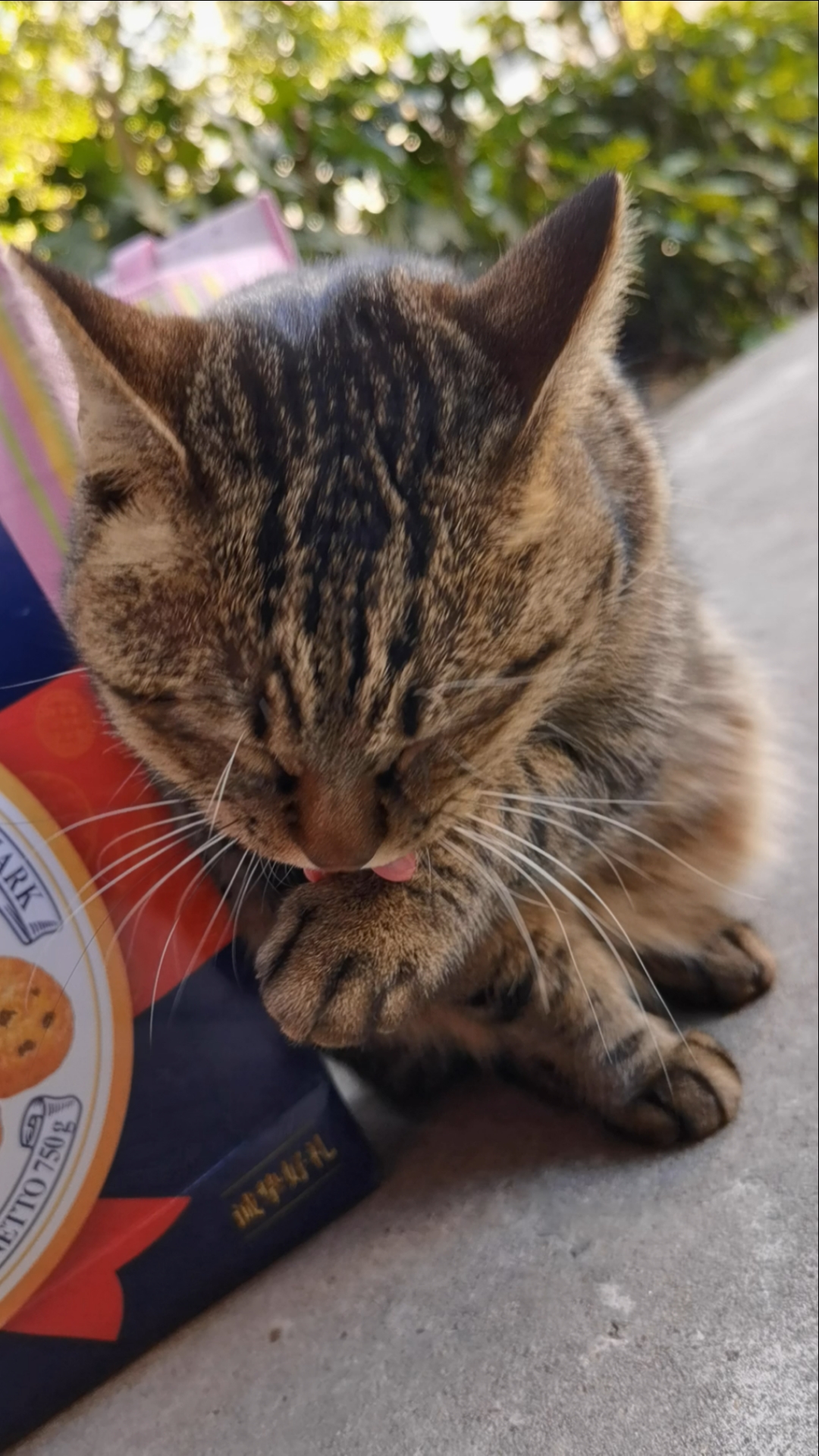 #关爱流浪猫#怼脸拍