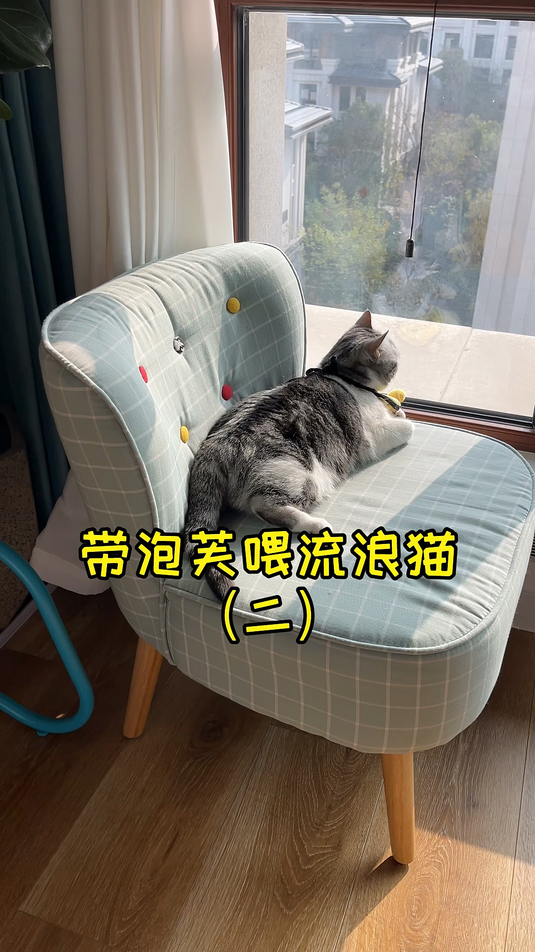 #小小爱宠萌化你#这下放心了，流浪猫窝都在