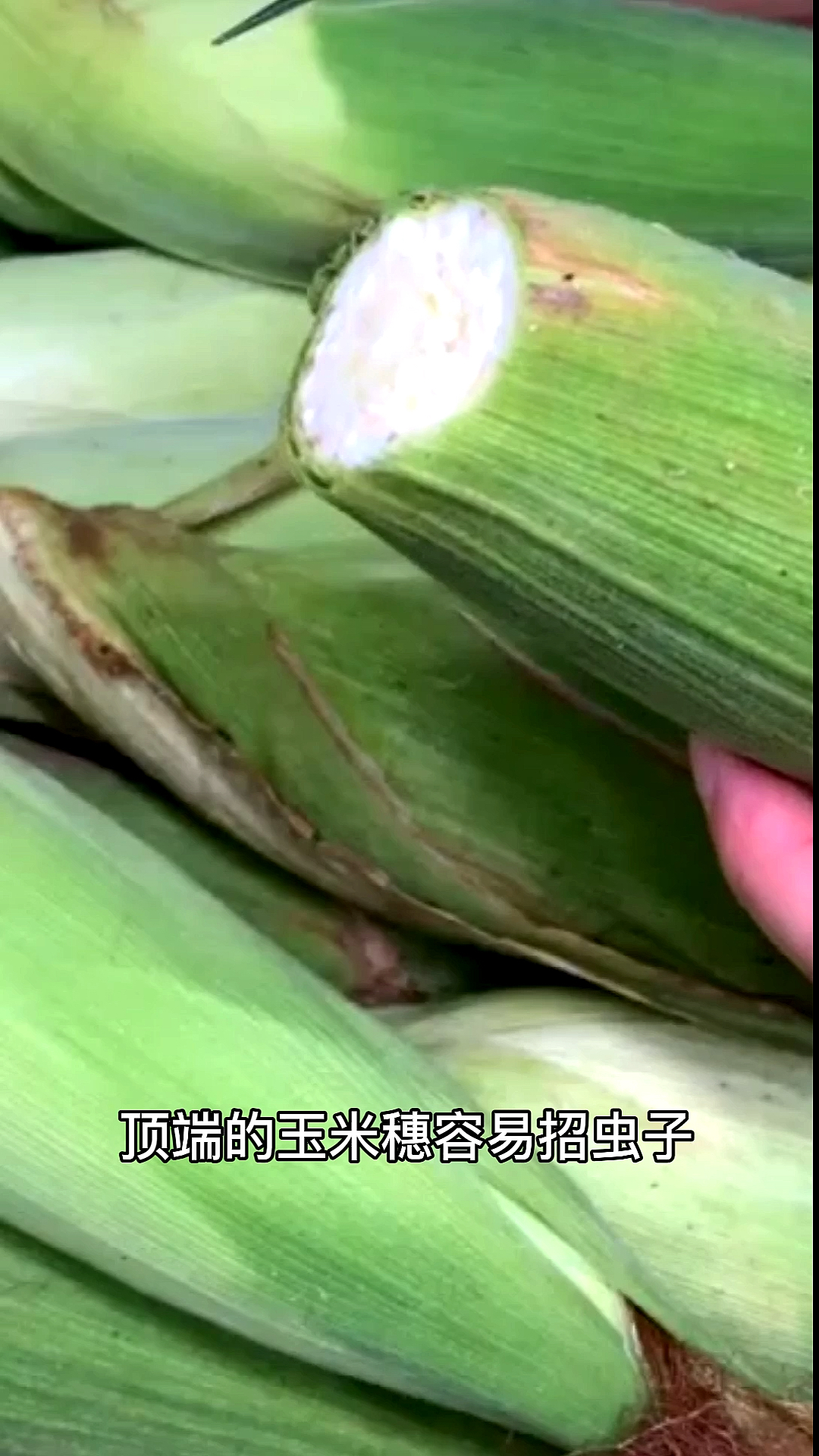 #舌尖上的乡村美食#煮玉米时一定不要只用清水,水里加点“它”,香甜软糯,太香了