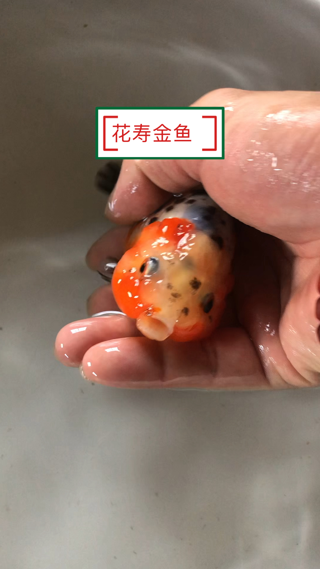 #劳动最光荣#兰寿金鱼系列之花寿金鱼非常漂亮