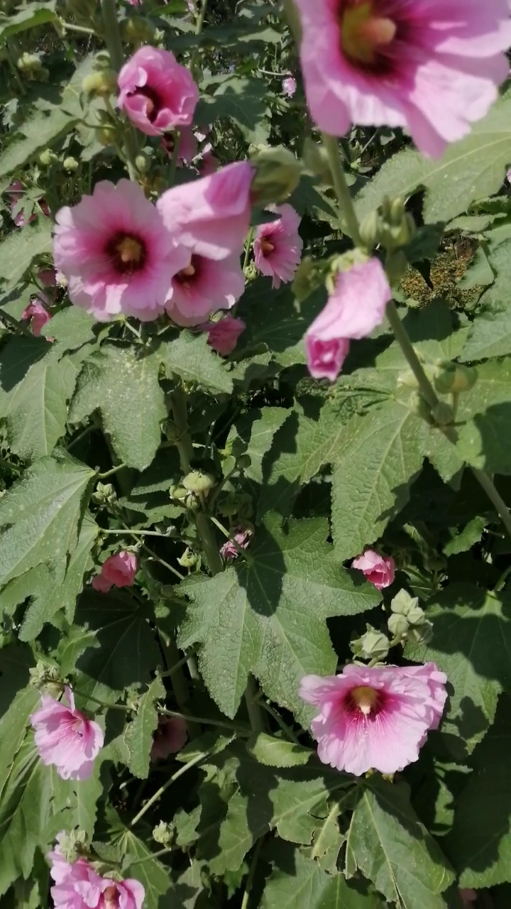 #最爱之城#烧饼花一一学名蜀葵。花开的很美丽,开的时候长