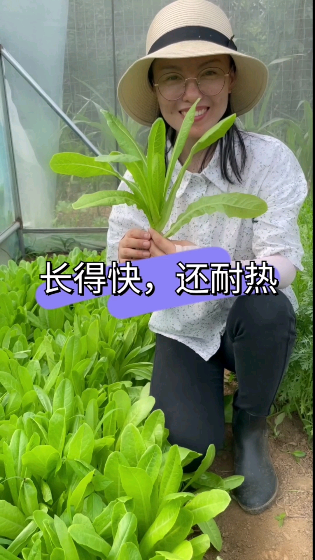 汉斯沙拉菜又嫩又脆,生吃热炒都美味,它耐热也耐寒,现在40多度的高温依然油亮翠绿