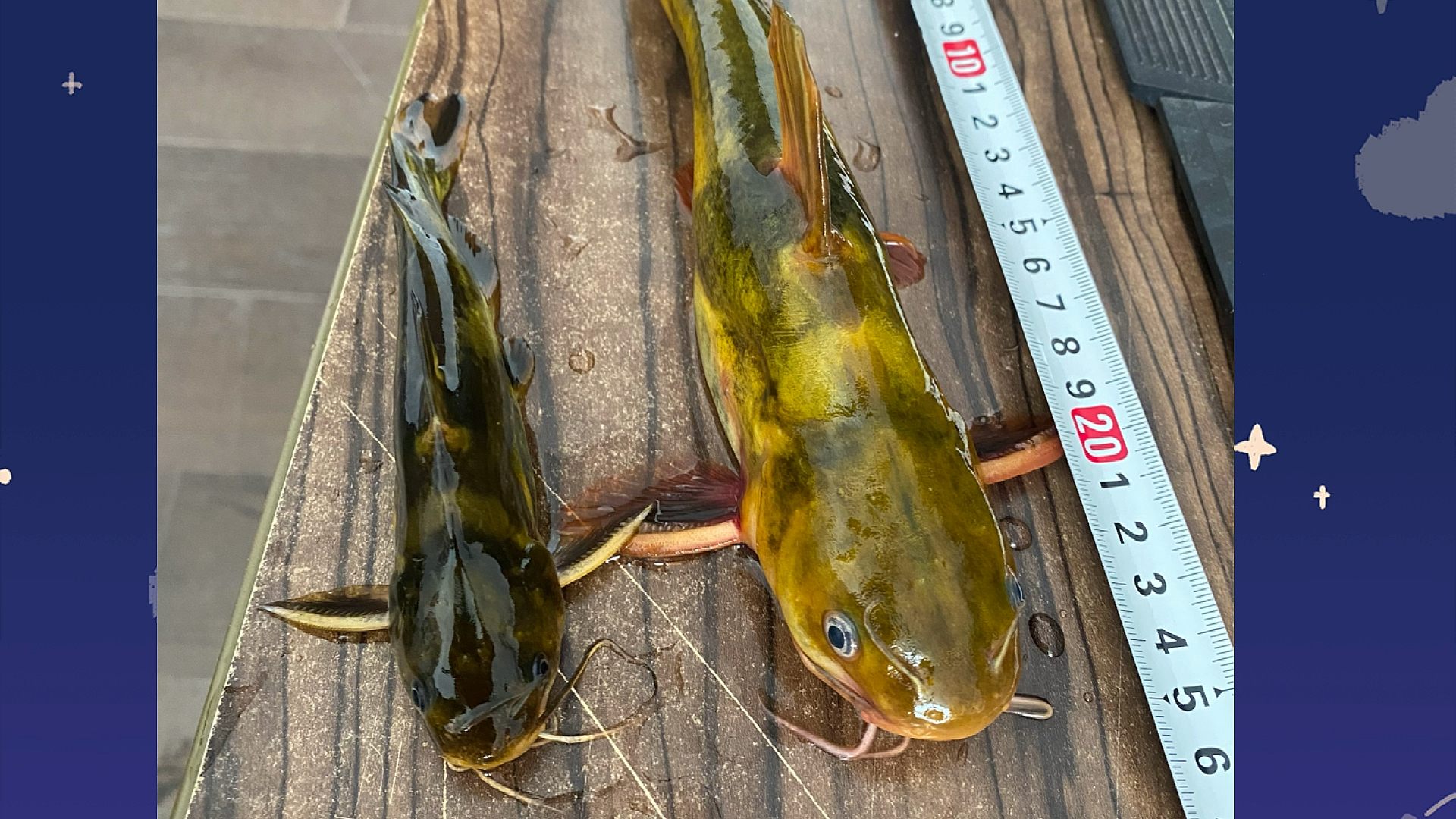 #春日野餐好去处#超级大的昂刺鱼,比普通的大3-4倍