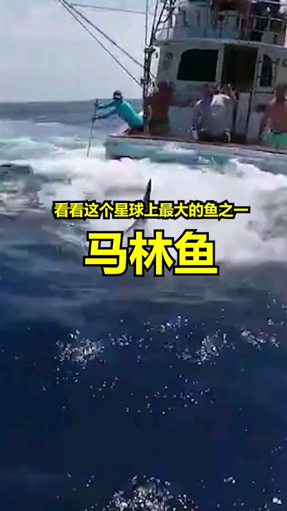 人类钓获的最大的鱼之一!这简直不像地球生物啊!