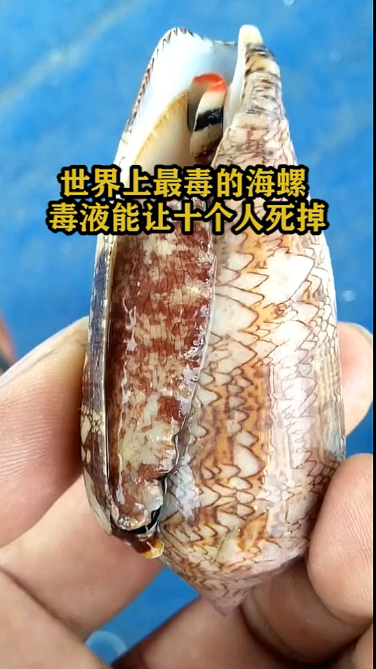 世界上最毒的海螺毒液能让十个人死掉