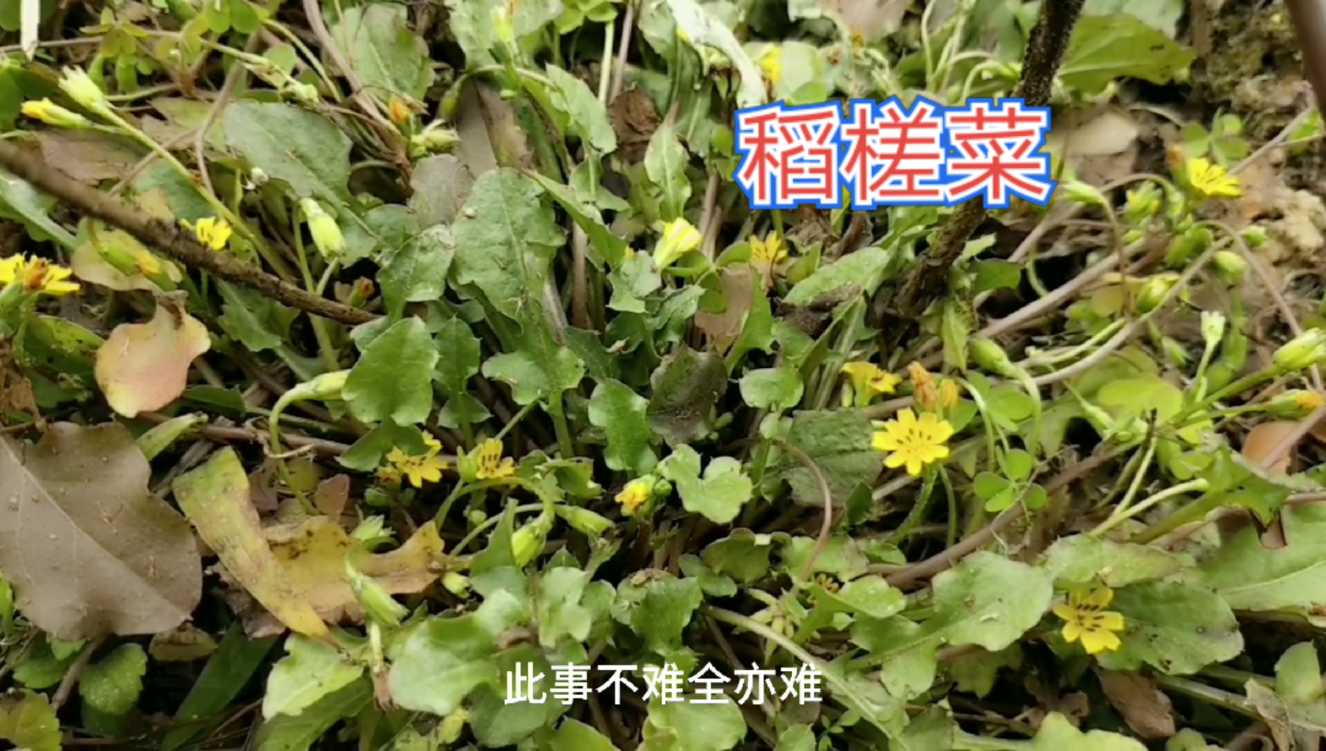 #草本知识#稻槎菜(学名:LapsanaapogonoidesMaxim.)为菊科
