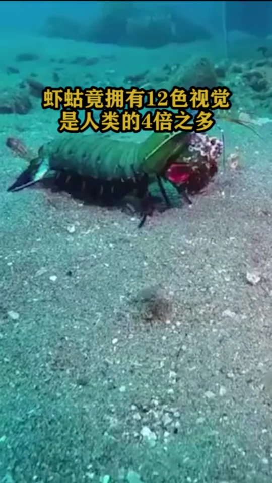 虾蛄竟拥有12色视觉是人类的4倍之多