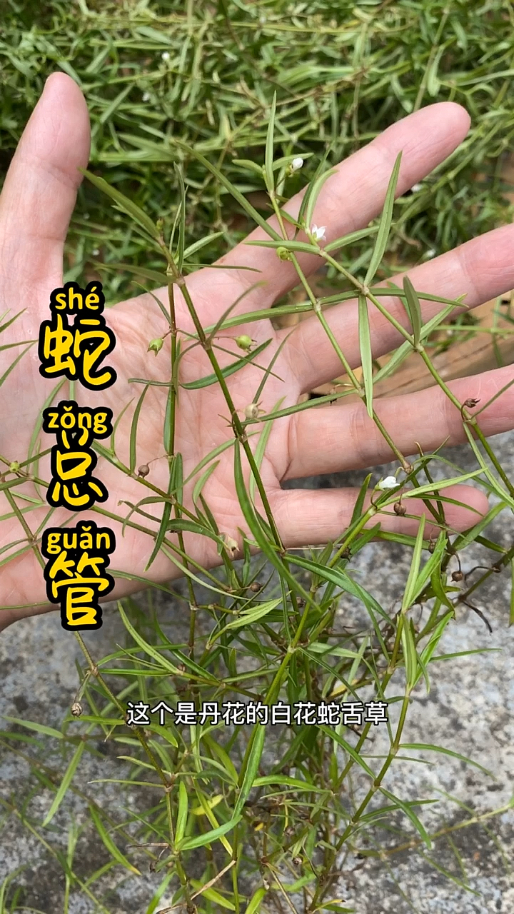 白花蛇舌草有单花和多花