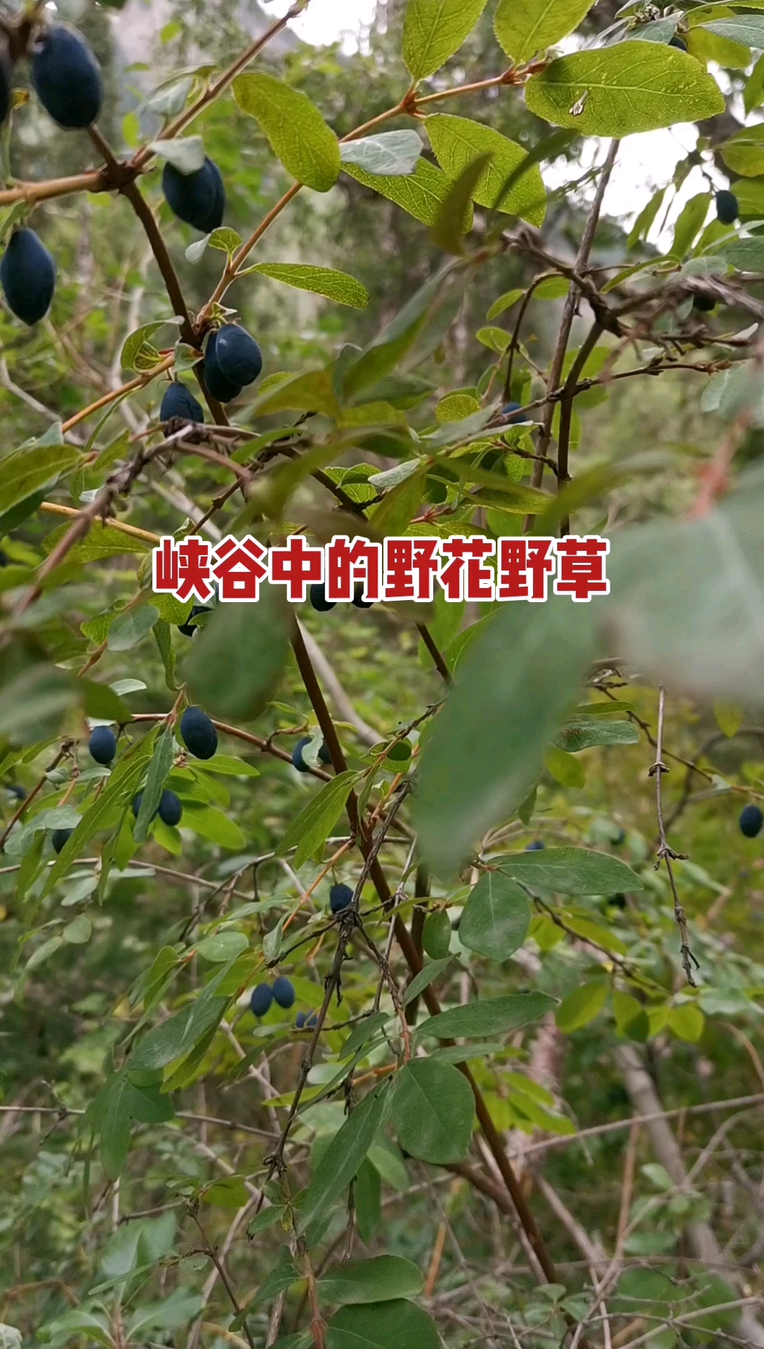 #农村野菜野草#吃的是东北大黄