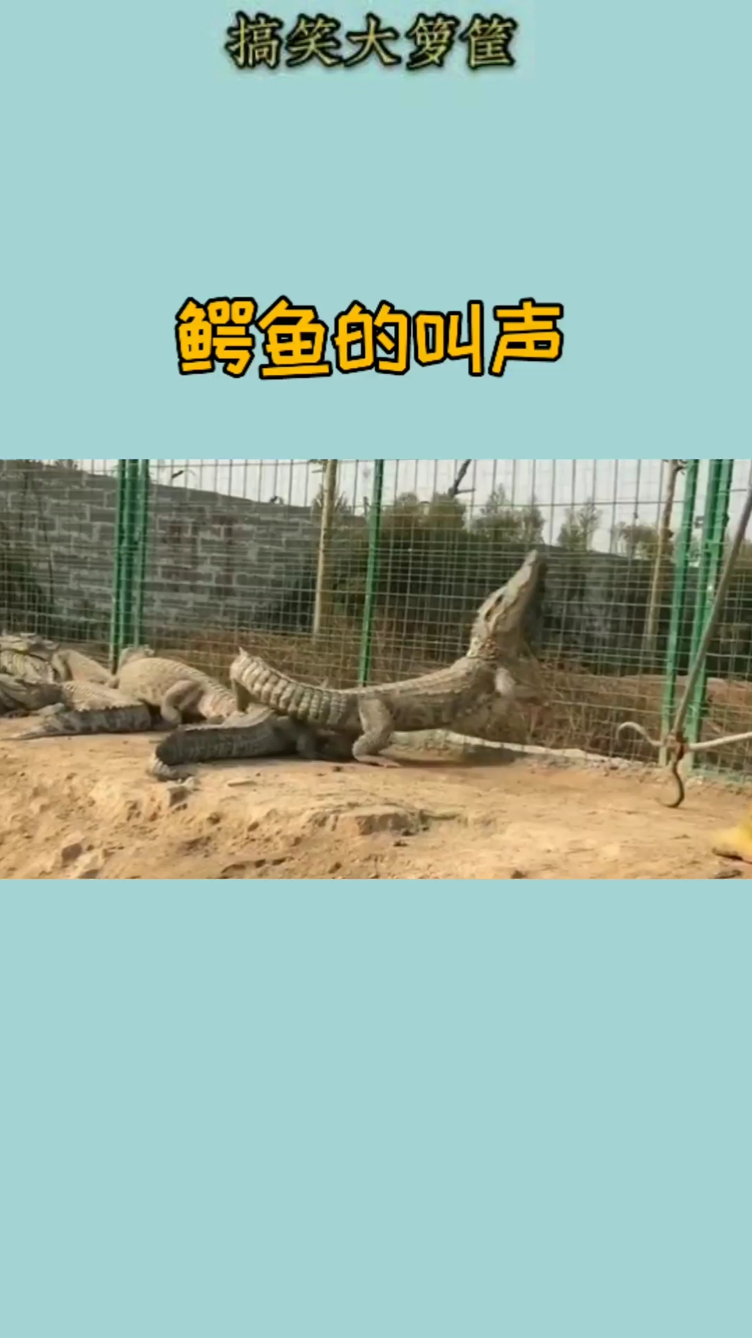 #搞笑视频#鳄鱼的叫声