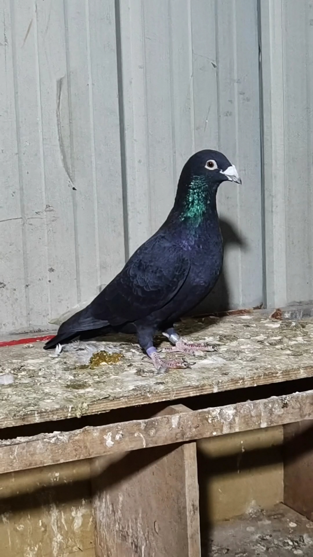 #鸽子#养鸽人:应该要懂的怎么快速分公母、赛鸽欣赏、信鸽赛鸽、鸽子