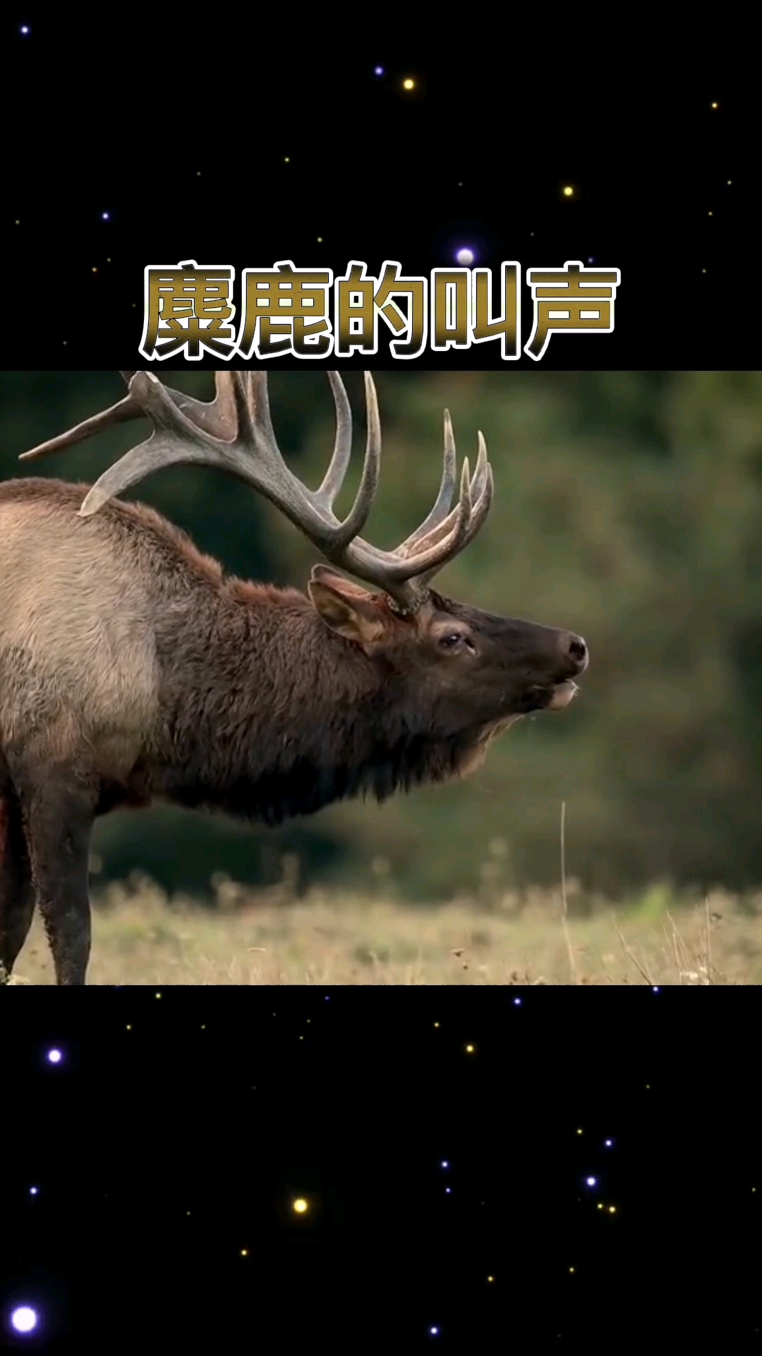 #破壳计划#欣赏麋鹿的叫声