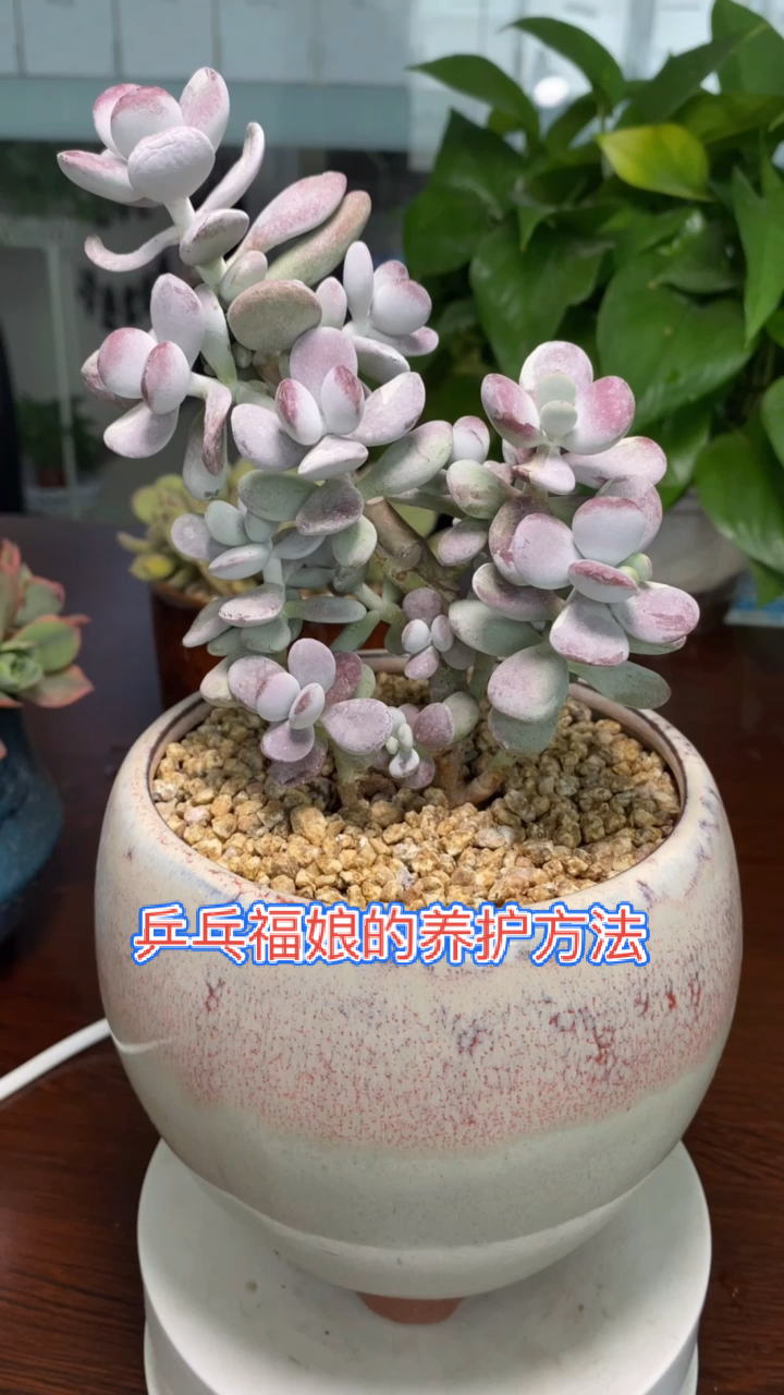 #有一种可爱叫多肉!#乒乓福娘如何养护,乒乓福娘的种植方法