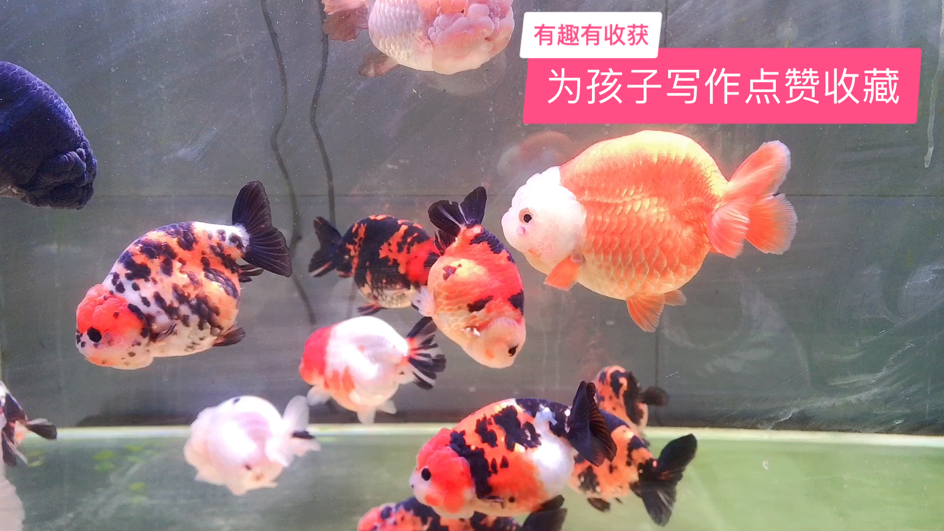 #破壳计划#为孩子写作点赞收藏,描写小金鱼的优秀句子,