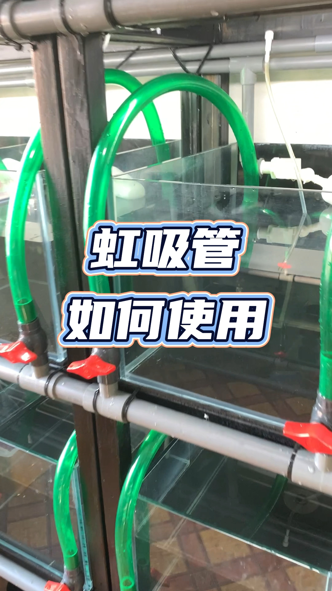 虹吸管如何使用,讲解虹吸原理#养鱼日记#观赏鱼#养鱼人#水族#鱼缸里的