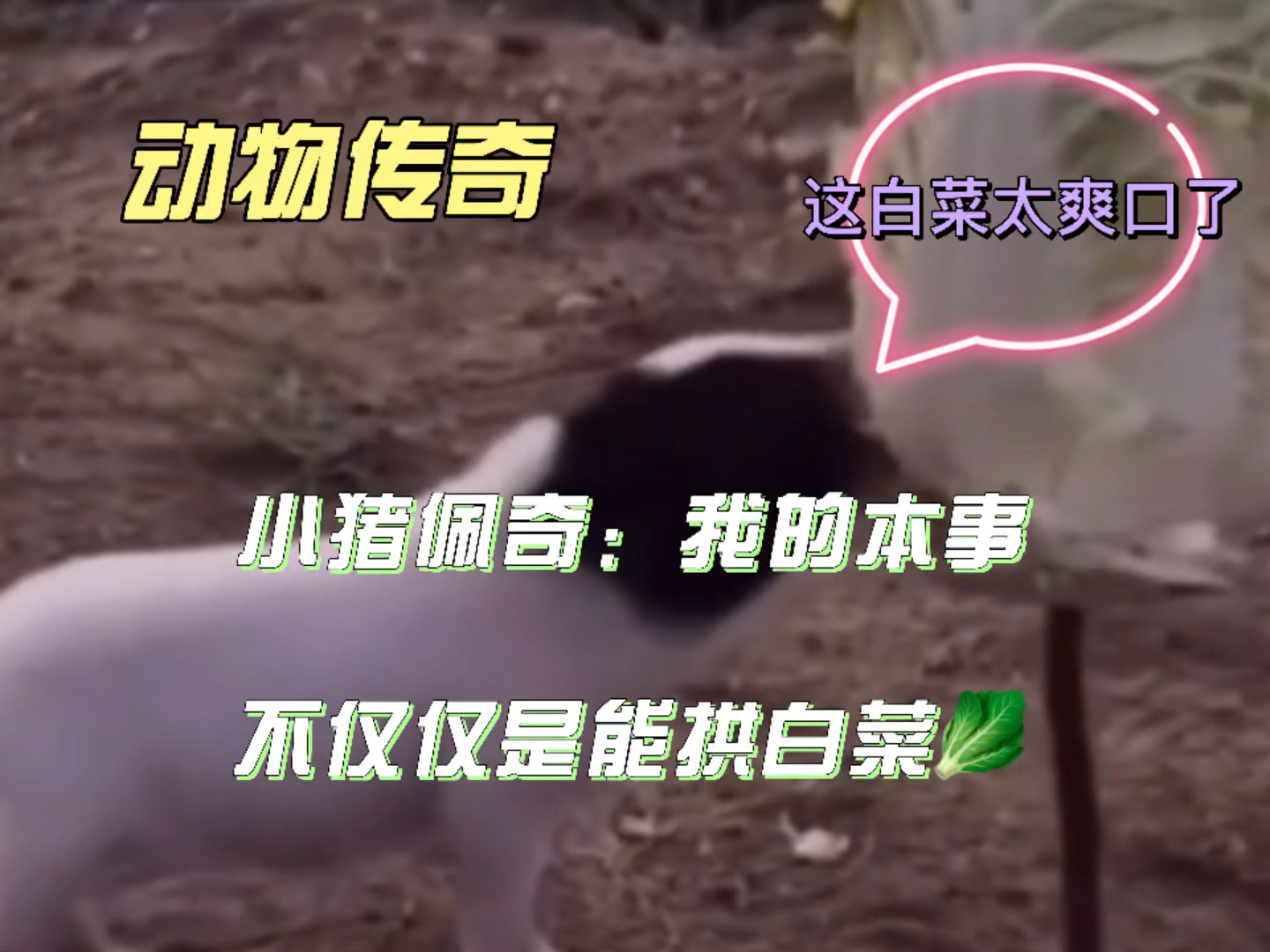 #记录生活#小猪佩奇:我的本事不仅仅是能拱白菜