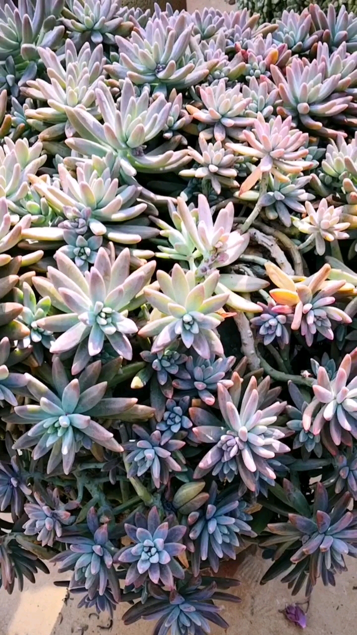 #多肉植物#秋丽超级大老桩来了,太阳下看起来五光十色!