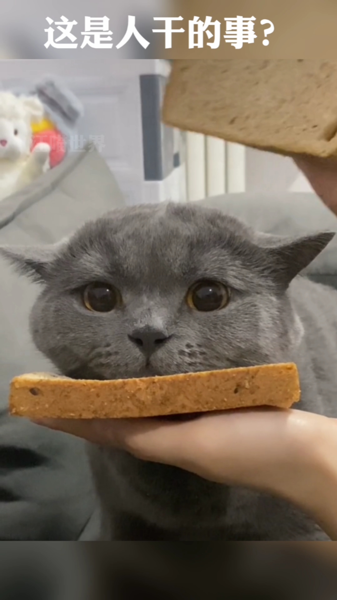 猫咪夹心面包
