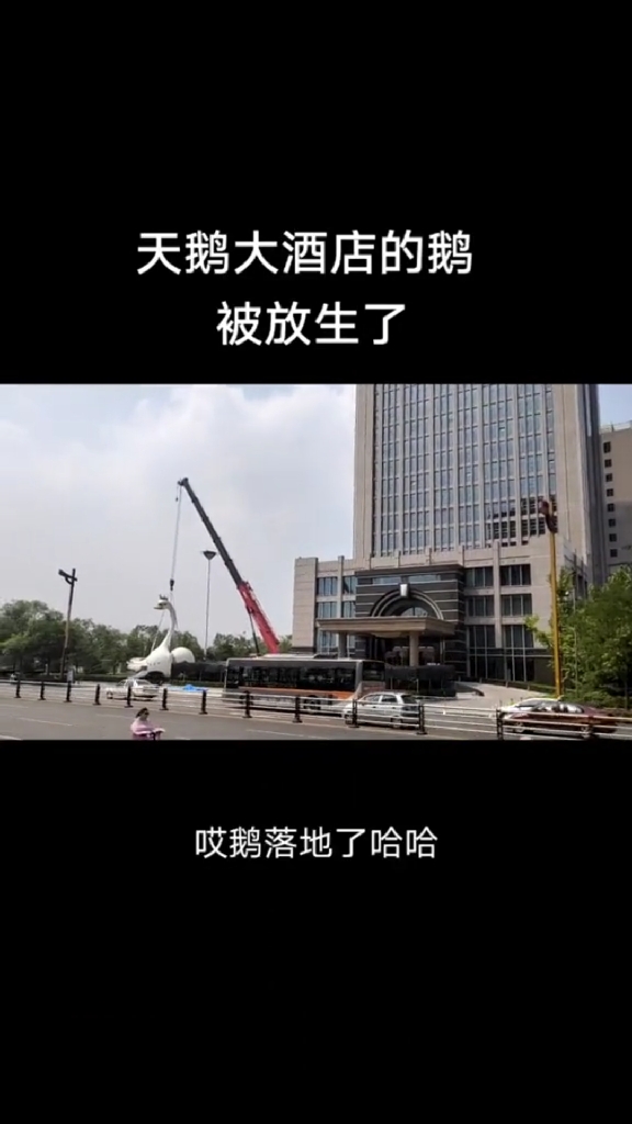 天鹅大酒店的鹅“飞走了”?