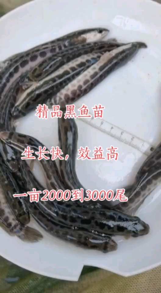 #黑鱼养殖#黑鱼苗黑鱼养殖行情如何养殖周期一般6个月可以上市农村养殖好品种总比打工强