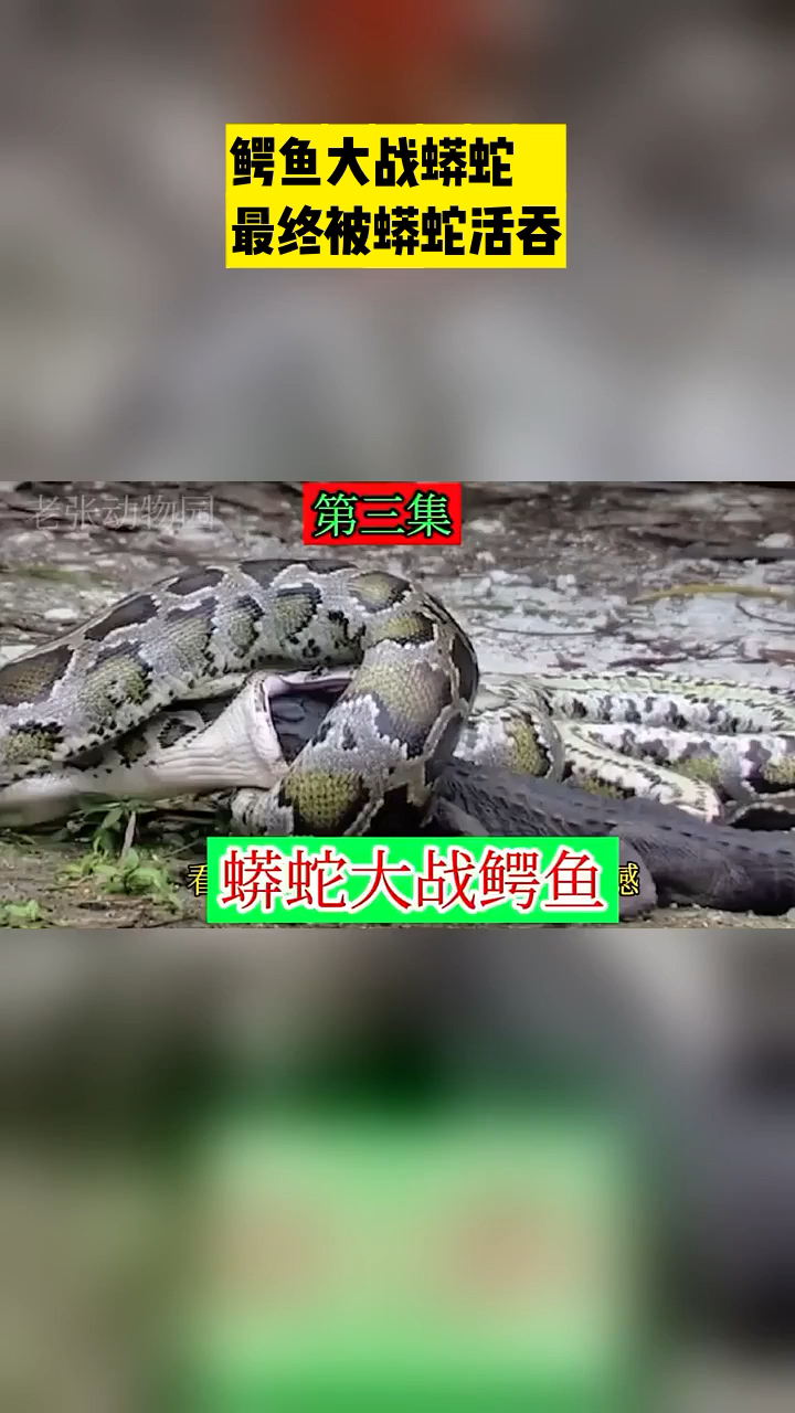 蟒蛇大战鳄鱼