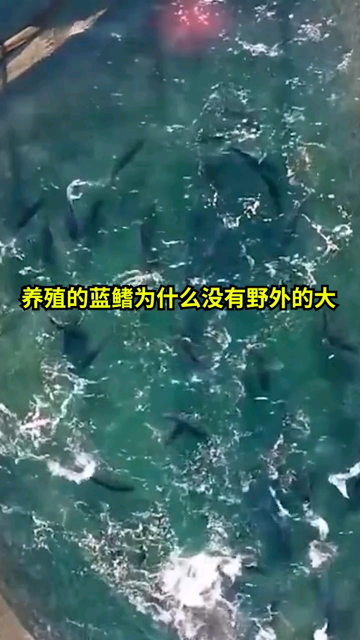 #海钓#养殖的蓝鳍金枪鱼为什么没有野生钓到的大?